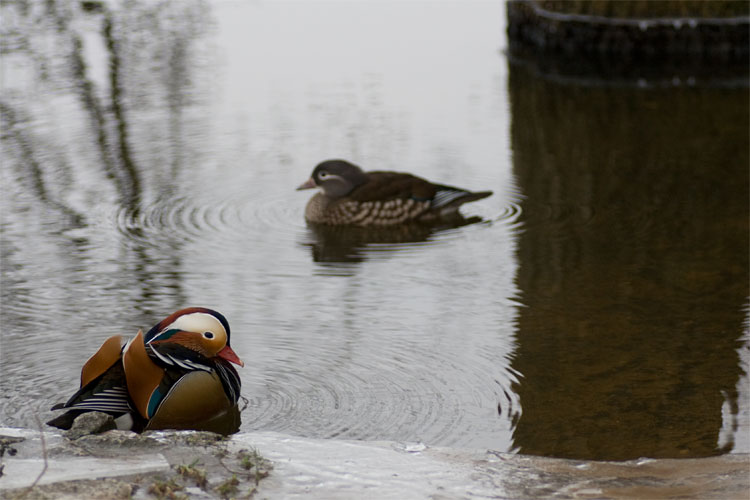 A pair of mandarin ducks